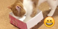 Diese Katze möchte sich in die viel zu kleine Box kuscheln, doch dann...
