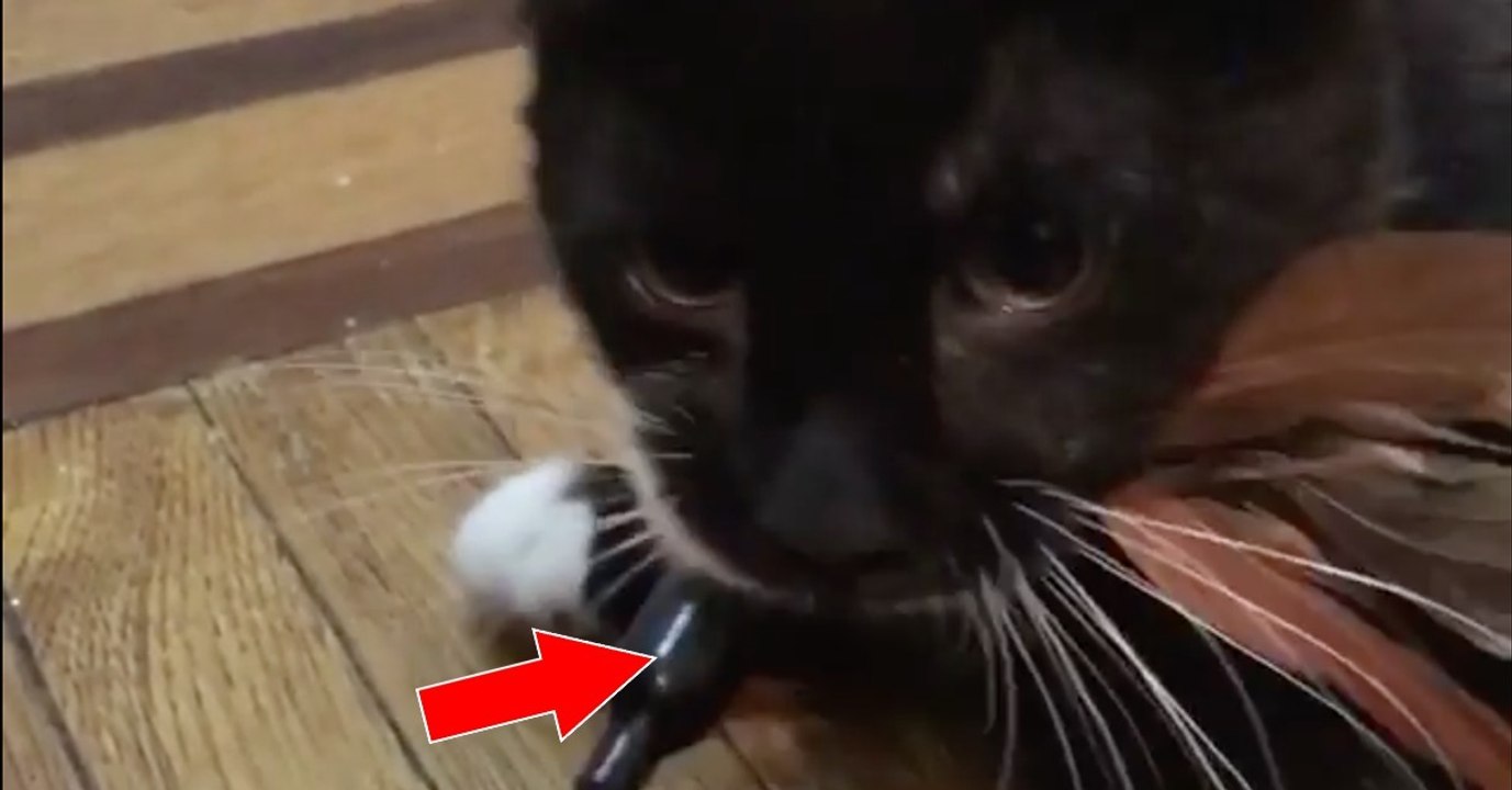 Dieser Kater hat ein neues Spielzeug! Und er verteidigt es auch angemessen! Seine Reaktion ist göttlich!