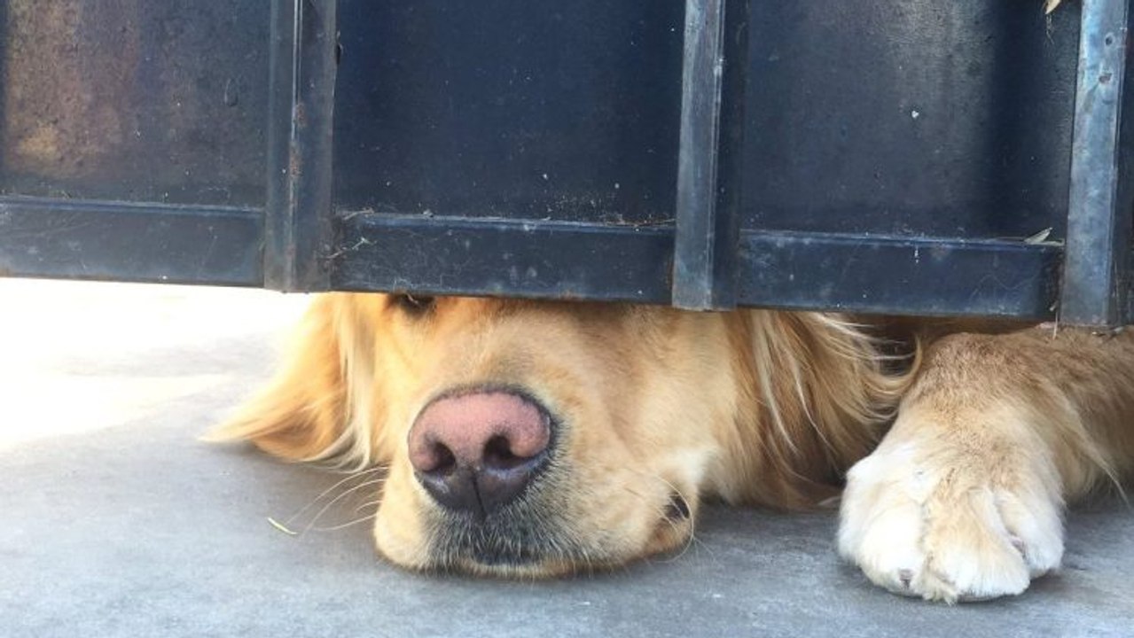 Jeden Tag schaut dieser Hund unterm Gartentor hervor, um seine Freundin zu begrüßen