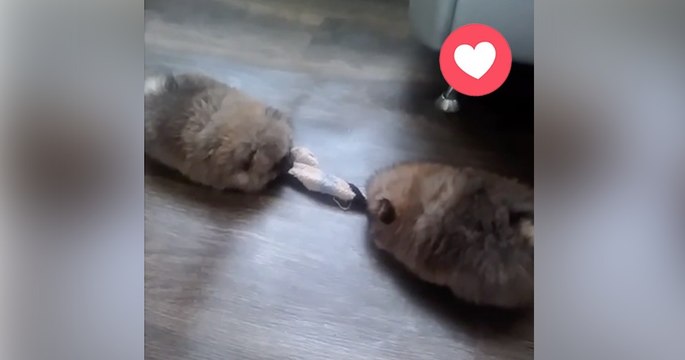 Als der linke Welpe anfängt zu ziehen, reagiert der rechte Flauscheballen einfch zu genial!