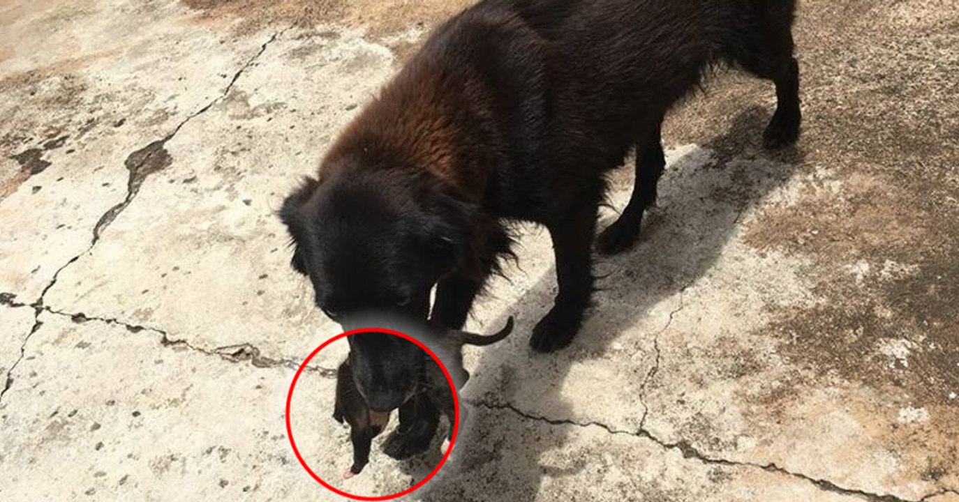 In Brasilien fischt eine Hündin einen weggeworfenen Welpen aus dem Müll... Vor den Augen der Polizei!