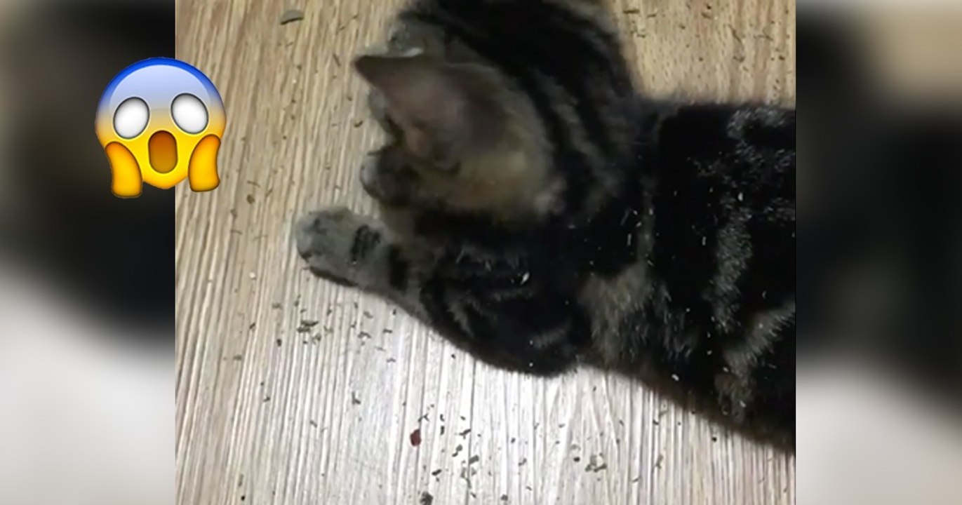 Das Kätzchen kriegt zum ersten Mal Katzenminze. Seine Reaktion ist der pure Wahnsinn!