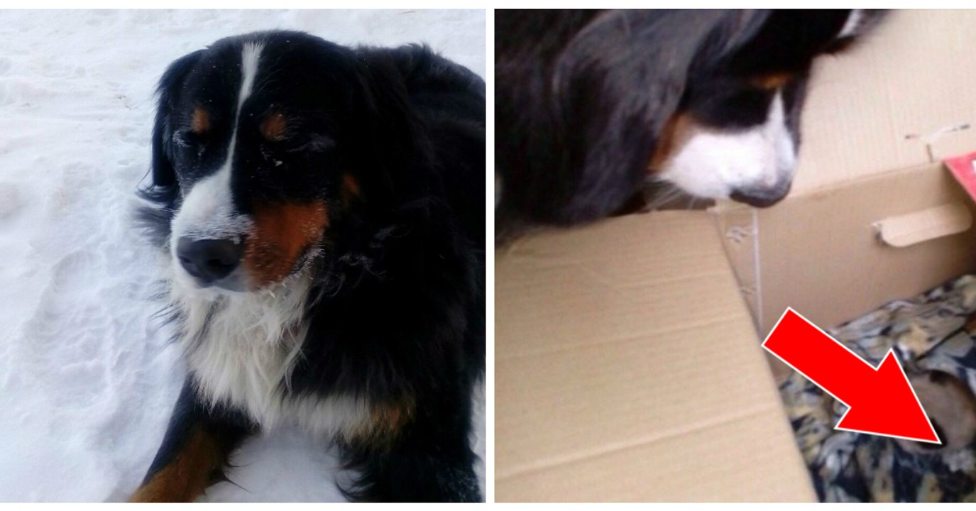 Ein Hund findet einen Karton mit zwei kleinen Kätzchen im Schnee