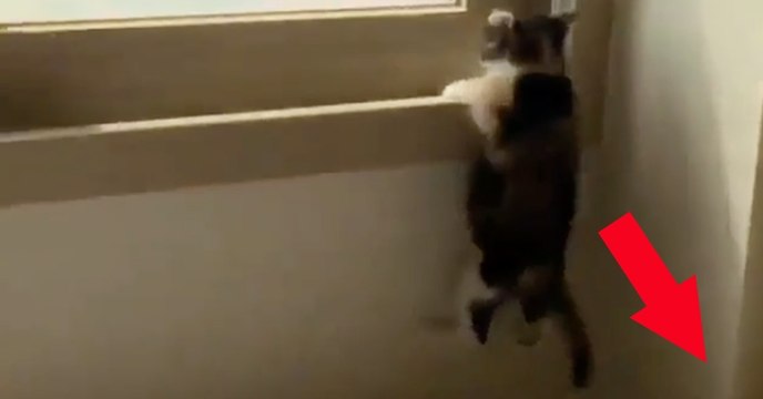 Das Kätzchen versucht verzweifelt auf den Fenstersims zu klettern, doch da hat es nicht mit seinem Bruder gerechnet...