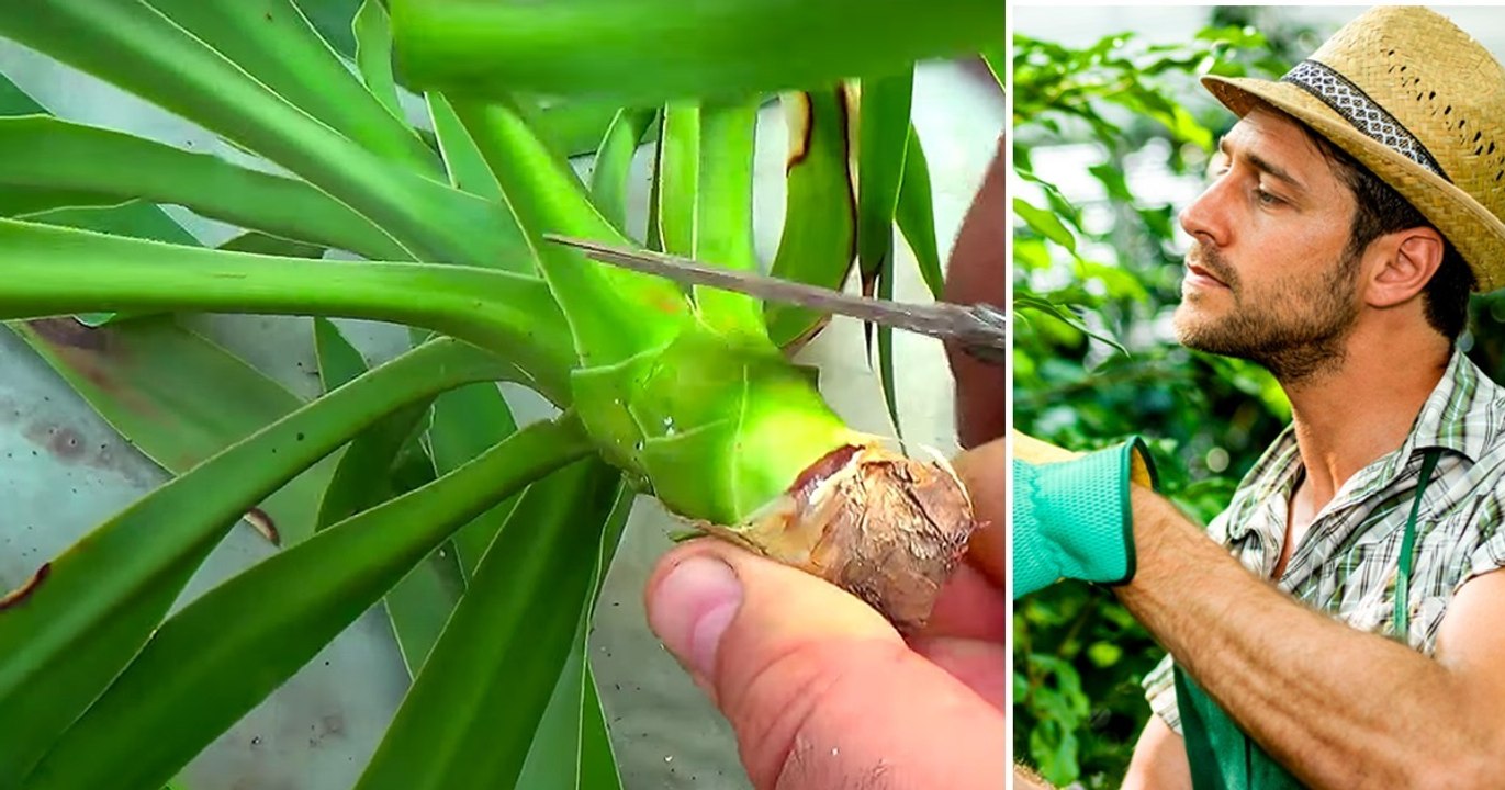 Yucca-Palmen vermehren und umpfanzen: So geht's!