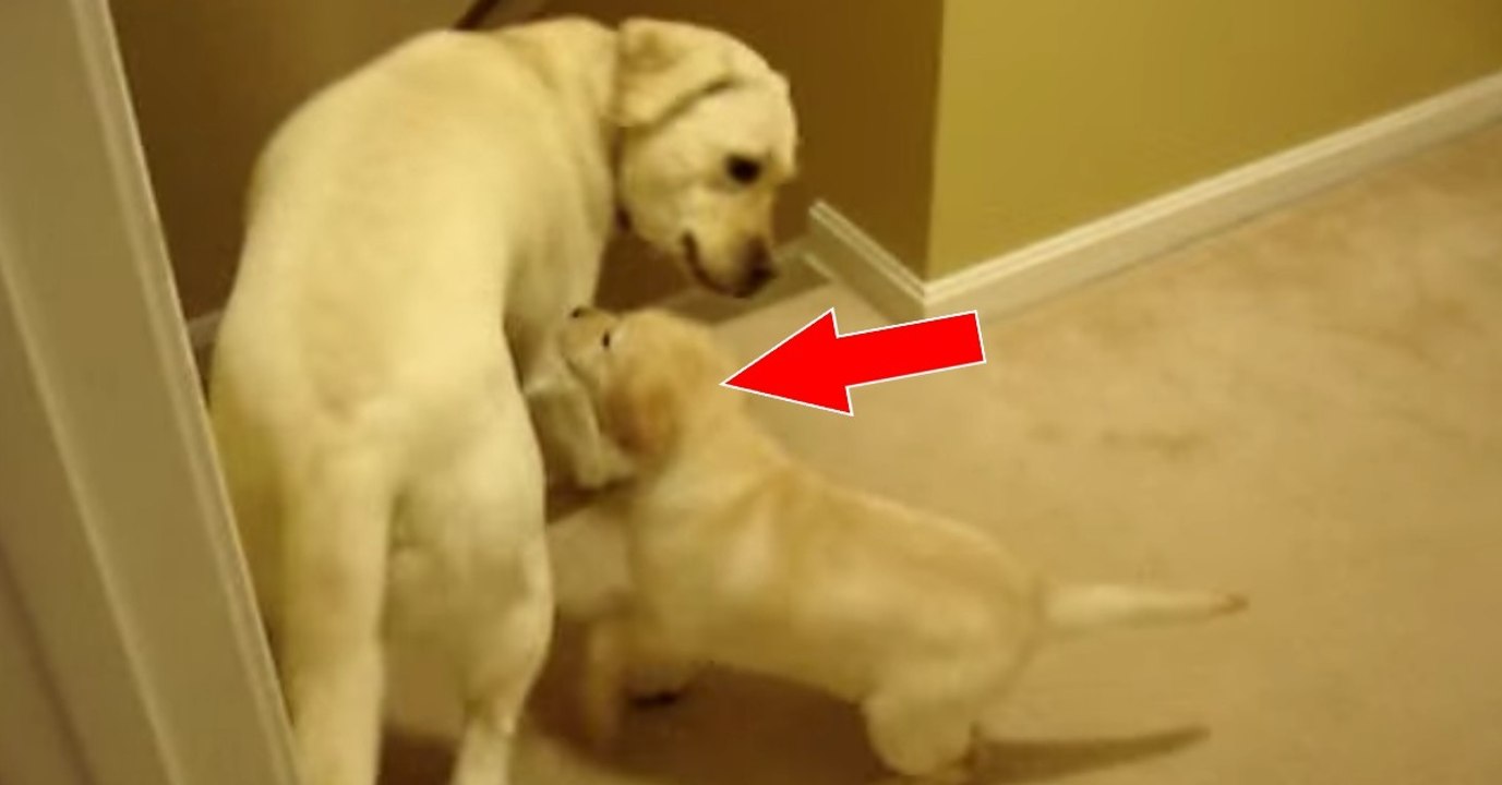 Loui will dem kleinen Welpen helfen, die Treppen herunter zu laufen! Doch was gleich passiert, ist einfach zum Schmunzeln!