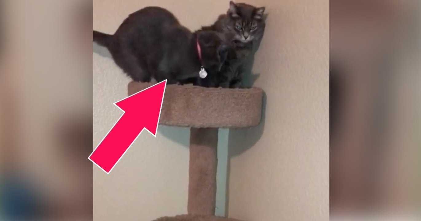 Wie die blinde Katze Stella den Kratzbaum heruntergeht, ist wirklich einzigartig! Sie wird euch beeindrucken!