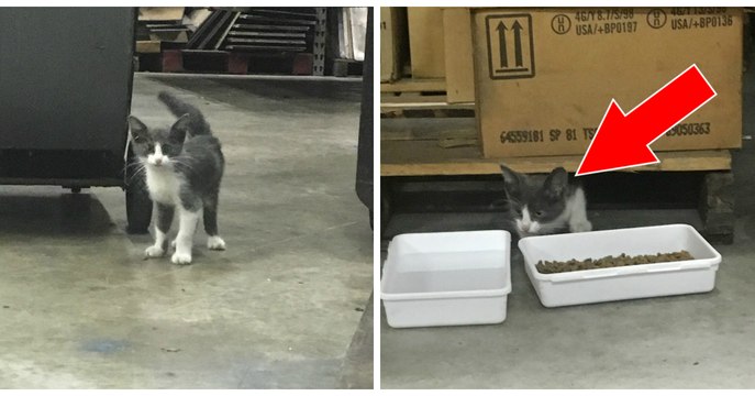 Er findet dieses verlassene Kätzchen in einem Lagerhaus, doch dann...