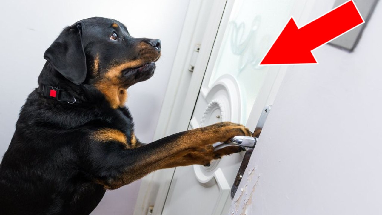 Als ihr Herrchen zu sterben droht, vollbringt diese Hündin etwas wirklich Unglaubliches!