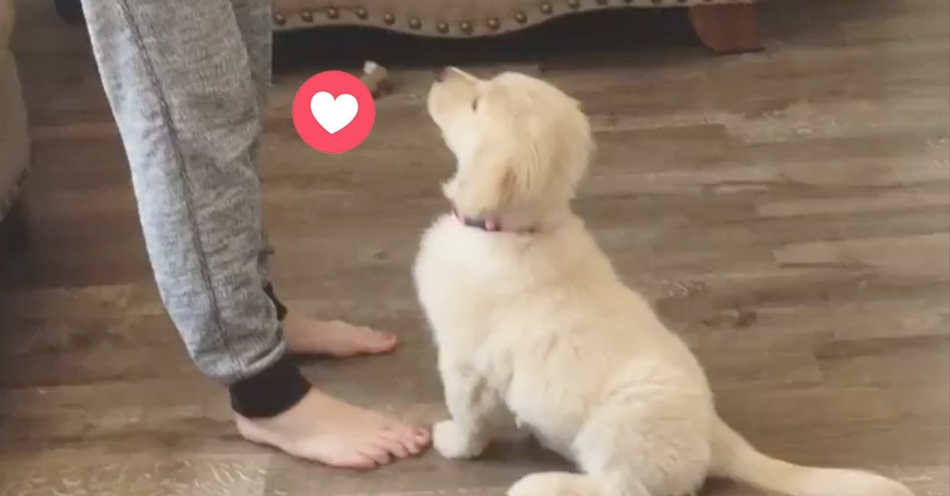 Sie möchte ihrem Welpen Lex Tricks beibringen. Doch seht euch den kleinen Frechdachs an!