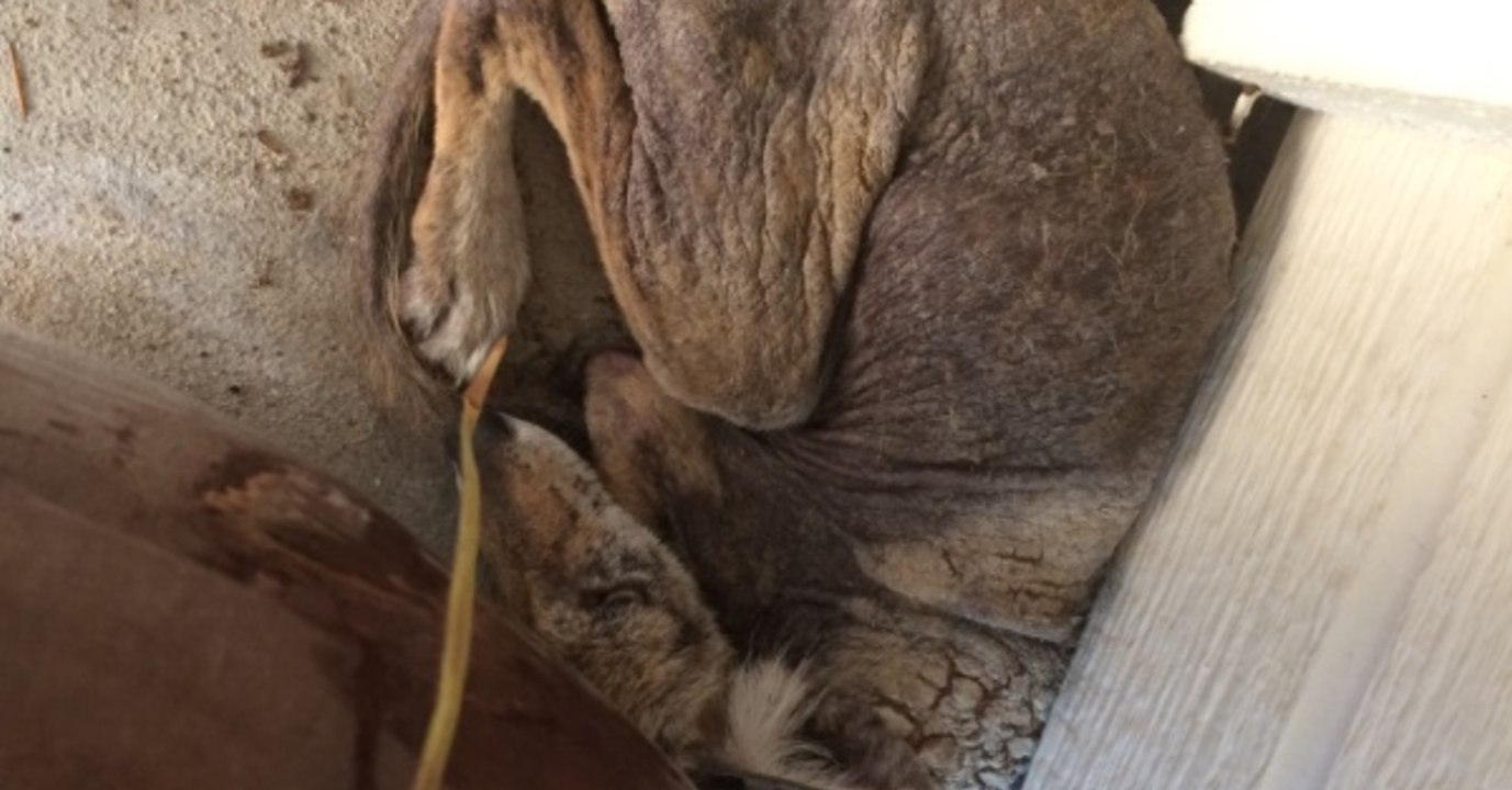 Sie sieht eine eingerollte Kugel vor ihrer Haustür. Erst als sie sich bewegt, erkennt die Frau die Wahrheit