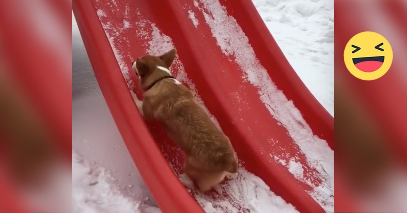 Dieser Corgi versucht die Rutsche hochzurennen. Was gleich passiert ist einfach nur witzig!