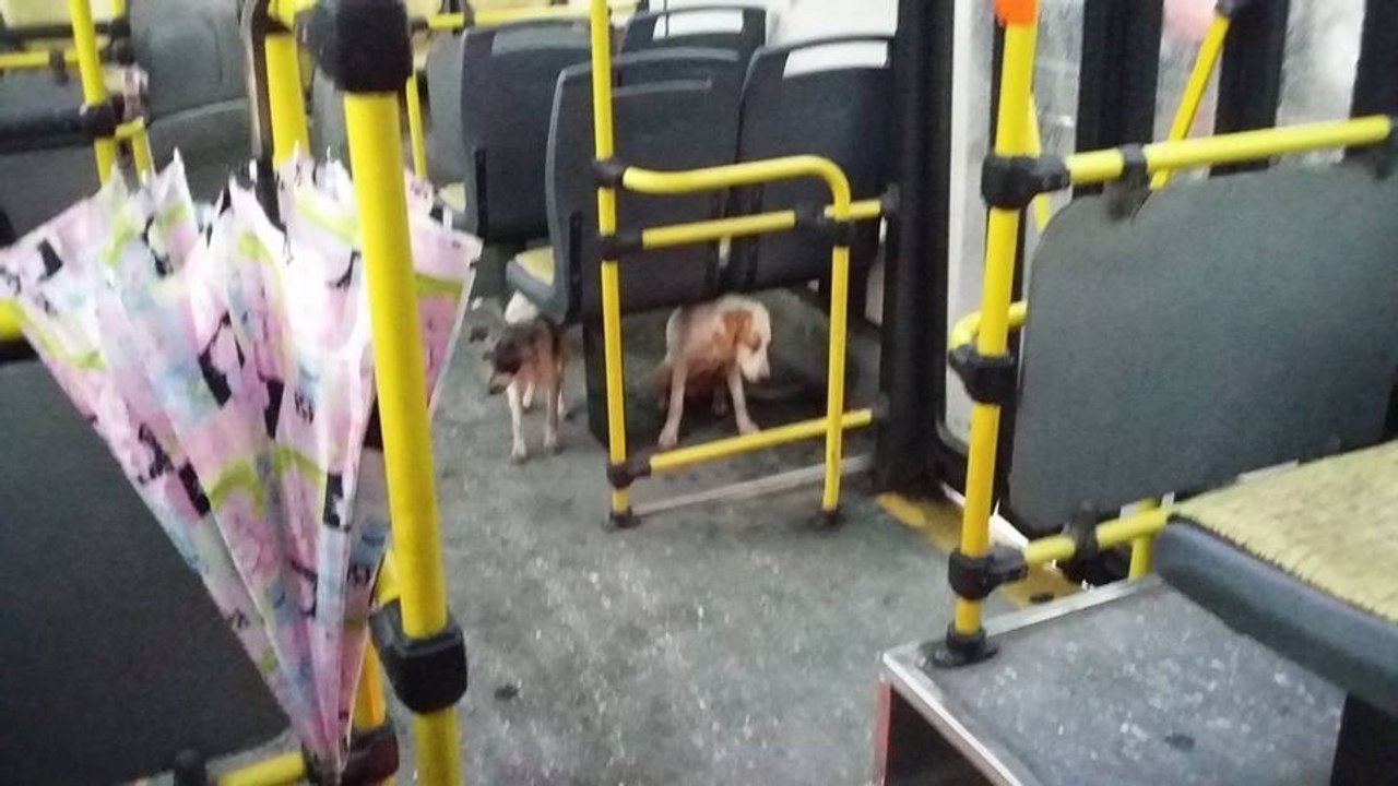 Ein Fahrer lässt zwei streunende Hunde in seinen Bus, um sie vor einem Sturm zu schützen