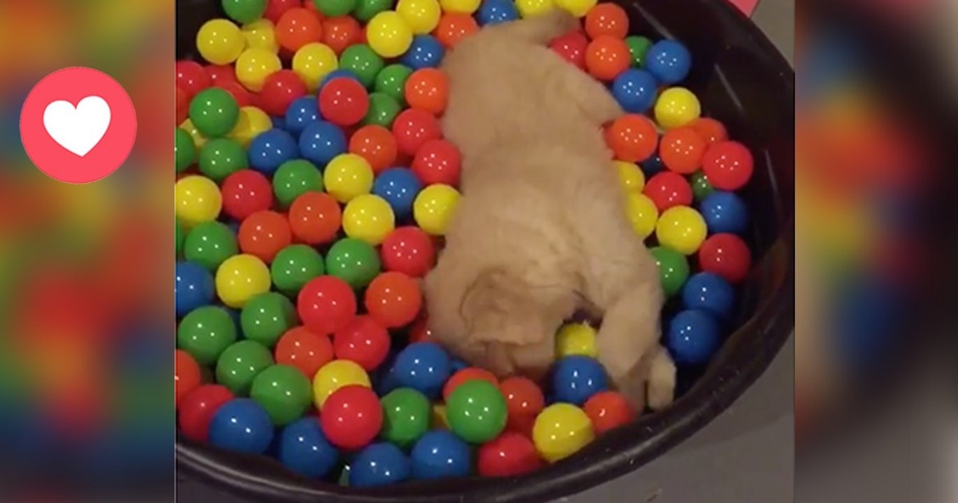 Der kleine Welpe Goldie darf endlich ins Bällebad. Wie er sich darin austobt, ist einfach göttlich!