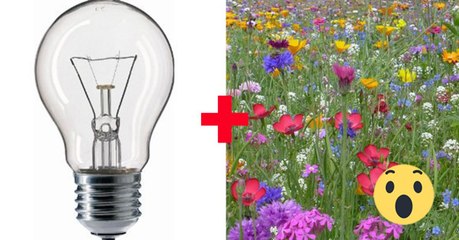 "Flowerium": Blumen in der Glühbirne, der Trend aus Japan