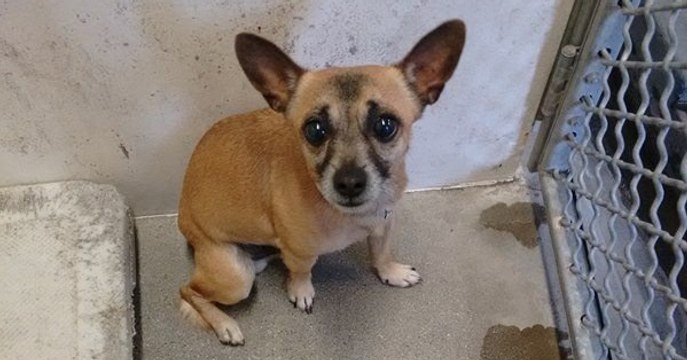 Sein Frauchen gibt ihn als „bösartigen“ Hund einfach im Tierheim ab! Der Grund dafür ist wirklich skandalös!