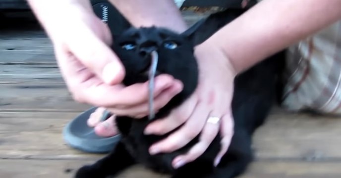 Er traut seinen Augen kaum: Seiner Katze hängt Etwas aus der Nase