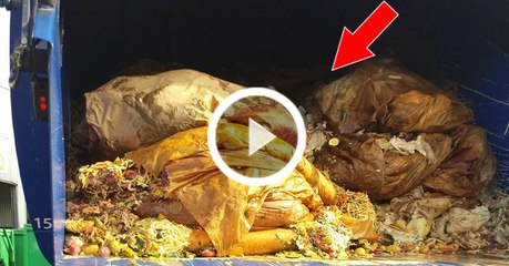 Kätzchen in Schweden aus Müllauto gerettet!