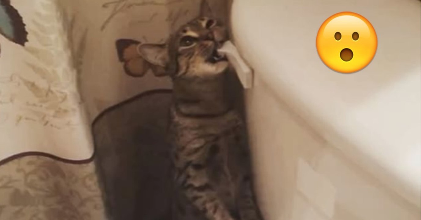 Die Katze spielt mit der Klospülung, was dann passiert ist echt witzig!