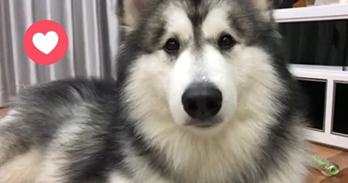 Der Husky hat Schluckauf. Was gleich passiert, wird dich zum Schmunzeln bringen!