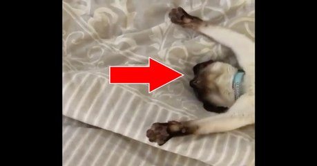 Download Video: Die Schlafposition dieser Katze wird euch mehr als überraschen!