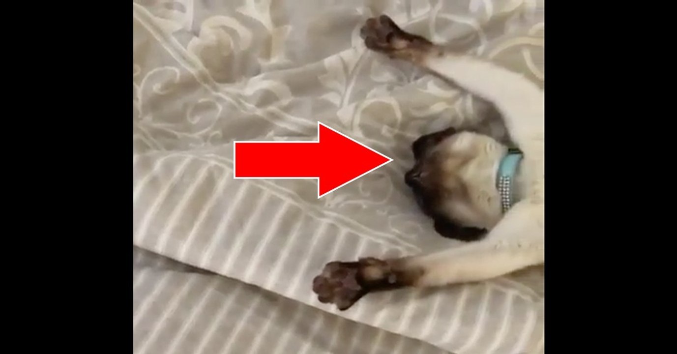 Die Schlafposition dieser Katze wird euch mehr als überraschen!