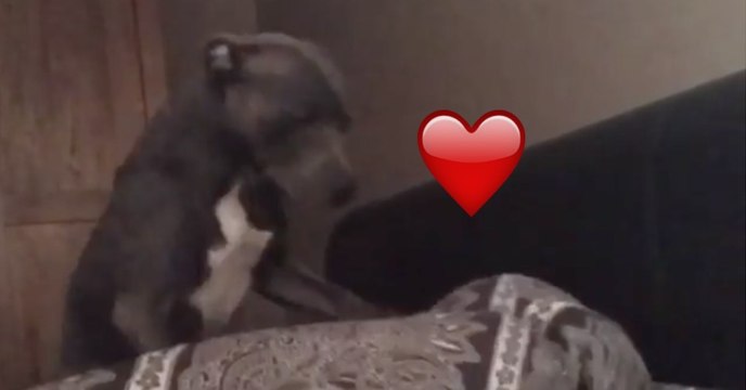 Wie der Pitbull gleich sein Herrchen aufweckt, wird euch das Herz aufgehen lassen!