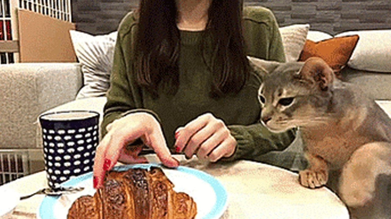 Beim Frühstück sorgt diese Katze für einen Lachanfall!