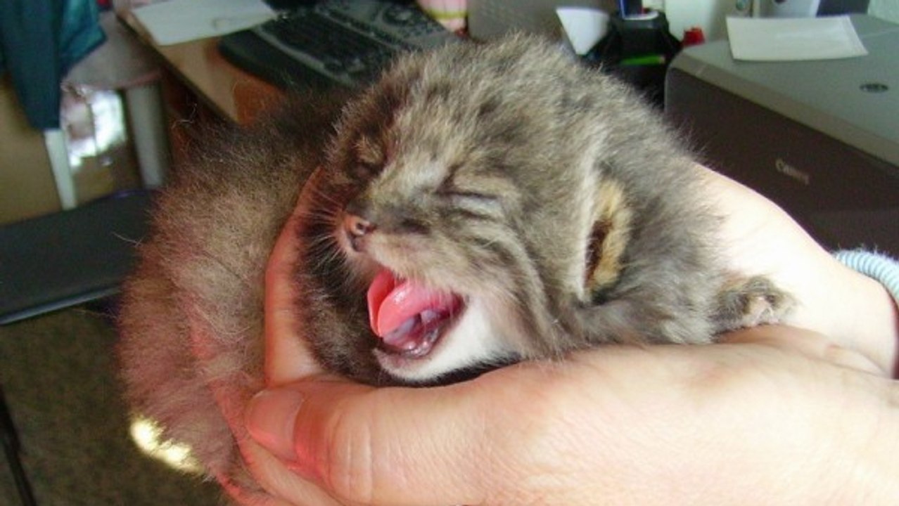 Er findet ein Kätzchen in seiner Scheune... Bei näherer Betrachtung macht er eine erstaunliche Entdeckung!