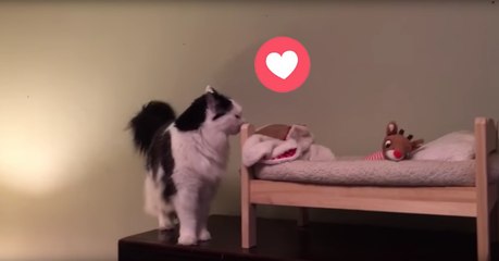 Mimi legt sich in ihrem Bettchen schlafen. Sie wird euch dahinschmelzen lassen!