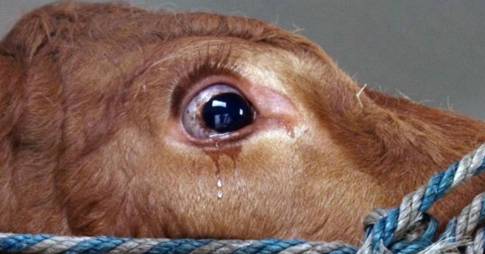 Kuh Emma weint, weil sie denkt, sie muss zum Schlachter, doch dann...