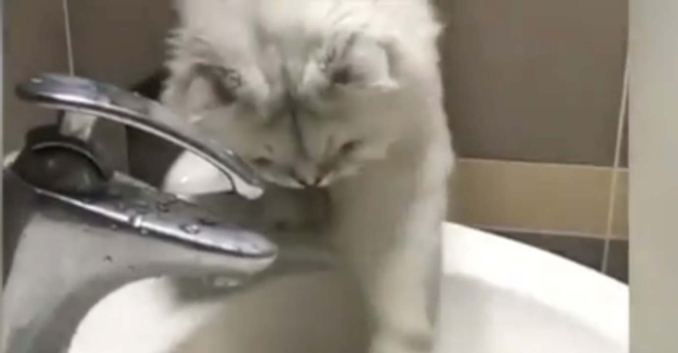 Frauchen wäscht ihre Make Up-Schwämmchen. Doch dann kommt Mimi