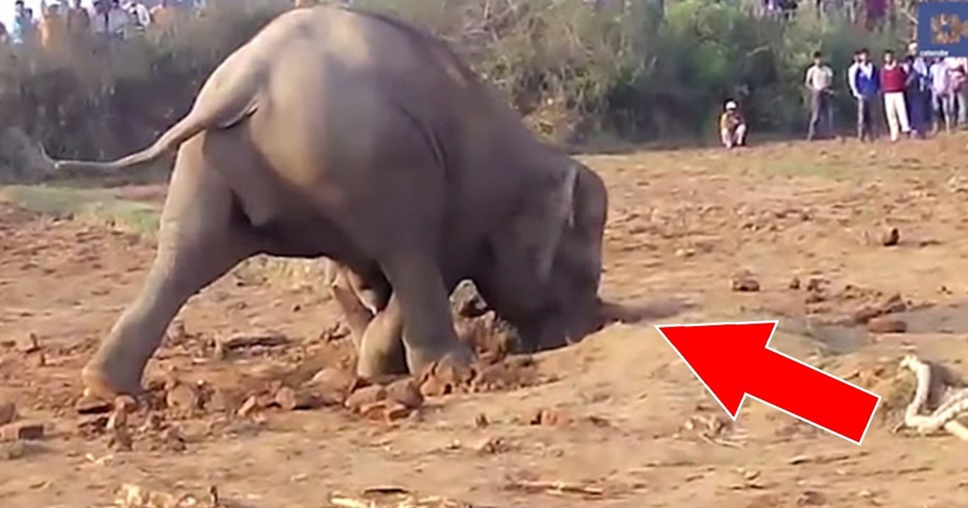 Indien: Eine Elefantenkuh versucht das Unmögliche, um ihr Junges aus einer schlammigen Grube zu retten