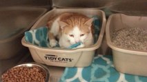 Diese völlig verängstigte Katze sitzt immer zusammengekauert in ihrer Tierheimbox, doch dann...