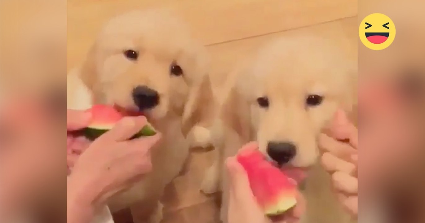Diese Welpen dürfen Wassermelone essen. Doch achtet auf den kleinen Frechdachs links! Echt genial!