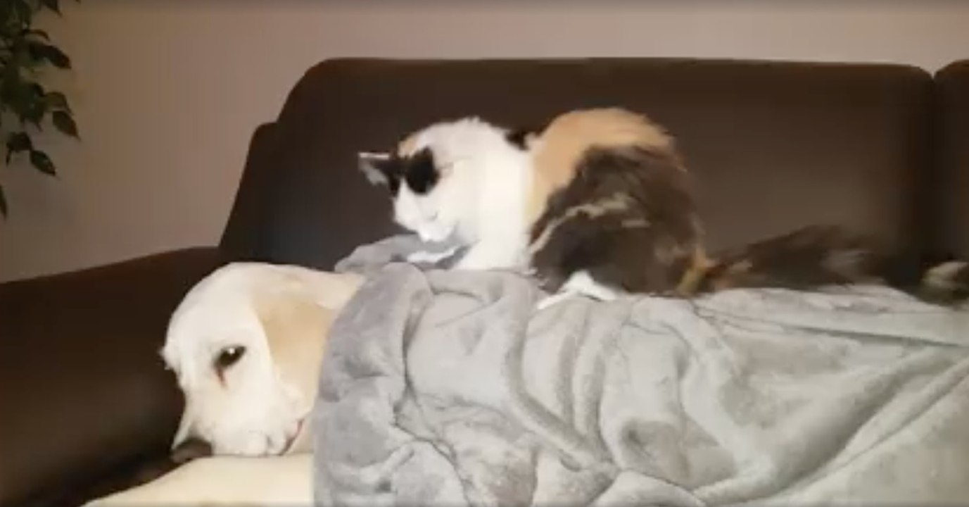 Bella gibt Hermine eine Rückenmassage, doch dann...