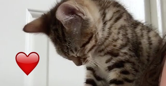 Das süße Kätzchen schläft gerade auf der Schulter seines Frauchens ein, doch dann...