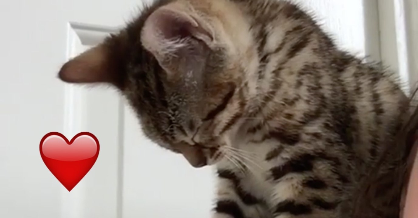 Das süße Kätzchen schläft gerade auf der Schulter seines Frauchens ein, doch dann...