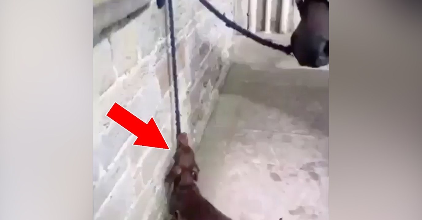 Der Dackel Tommy ist ein ganz ausgefuchster Schlawiner! Schau dir an, was er Unglaubliches mit seinem Freund macht!