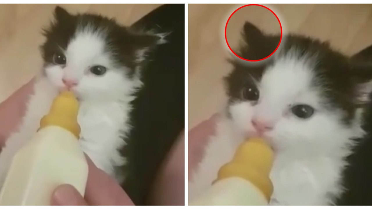 Beim Trinken bewegt die Katze ihre Ohren einfach zu süß!