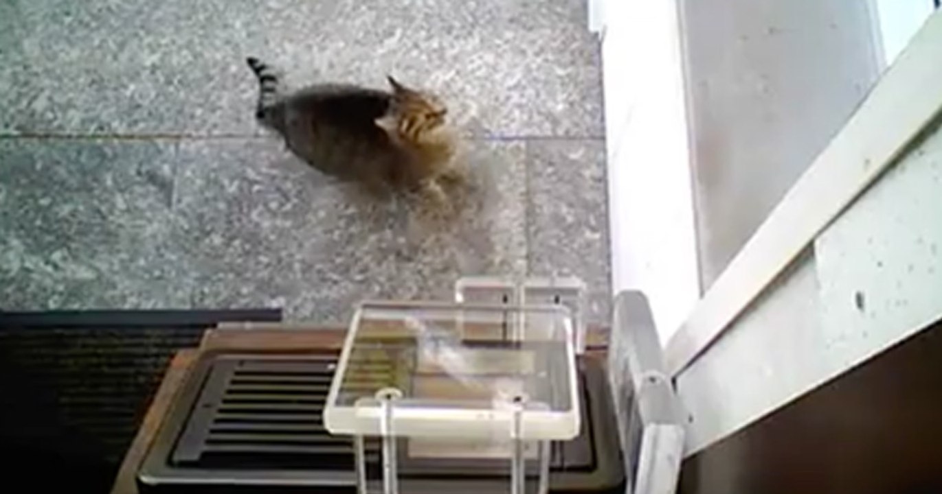 Katze klingelt an haustür, bis frauchen aufmacht