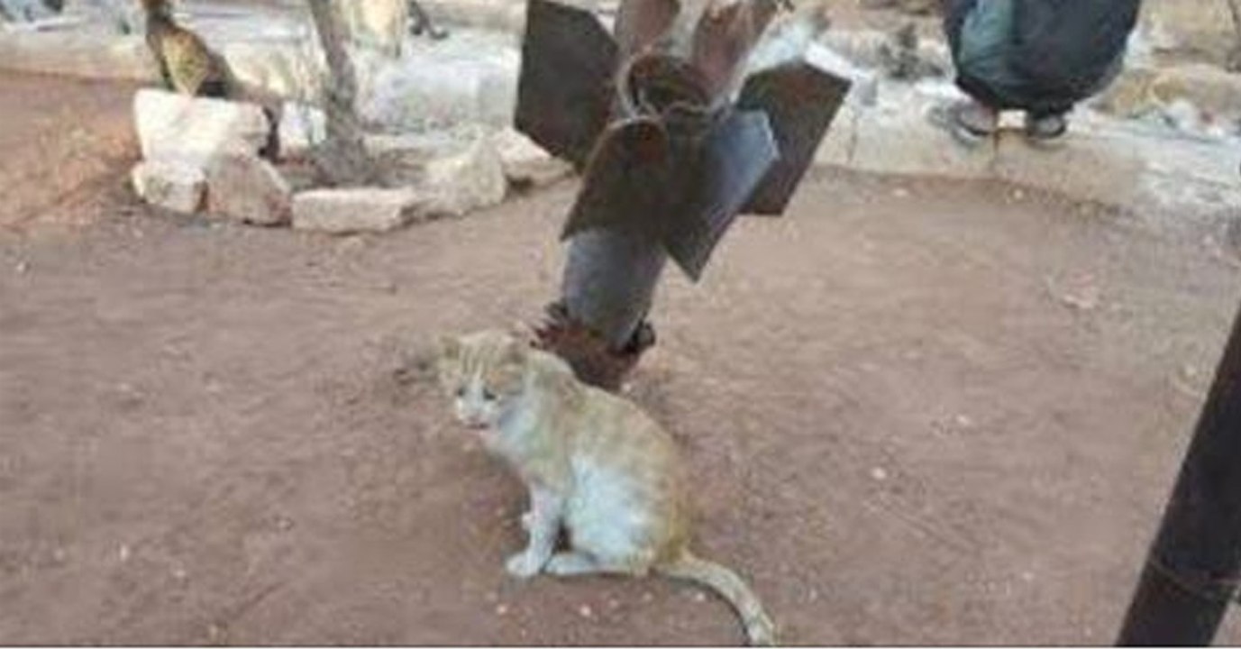 Syrien: In Aleppo rettet ein Mann alle, wegen der Bombardierung streunenden Katzen