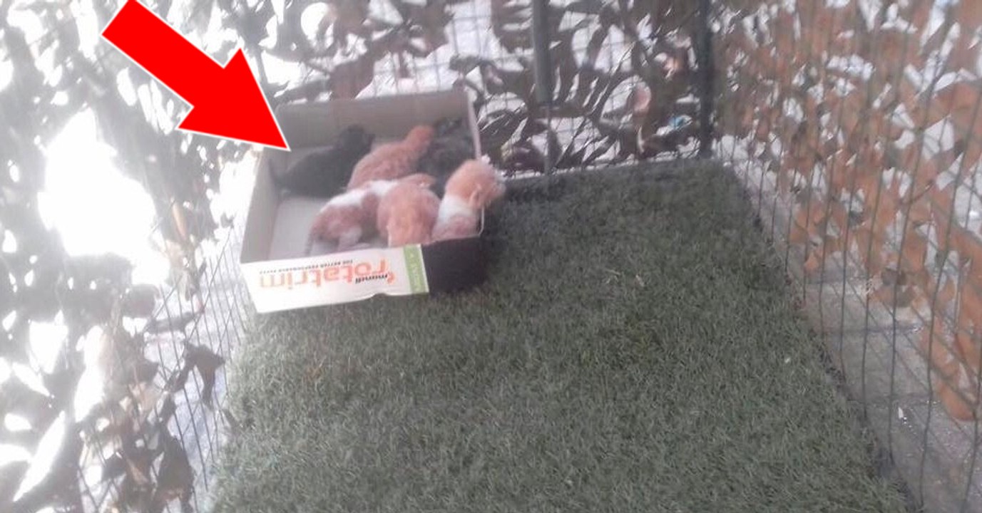 Eine Katzenmama und ihre sechs Jungen bekommen dank einer Hilfsorganisation ein neues Leben