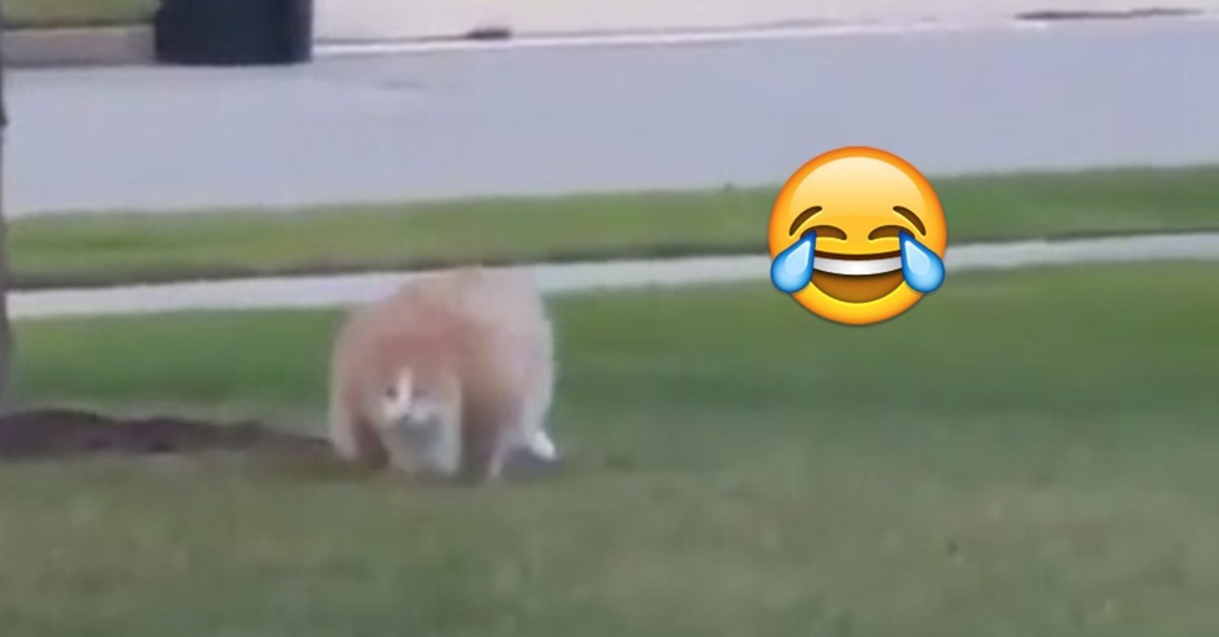 Sobald ihr die Katze rennen seht, werdet ihr euch kaputtlachen!