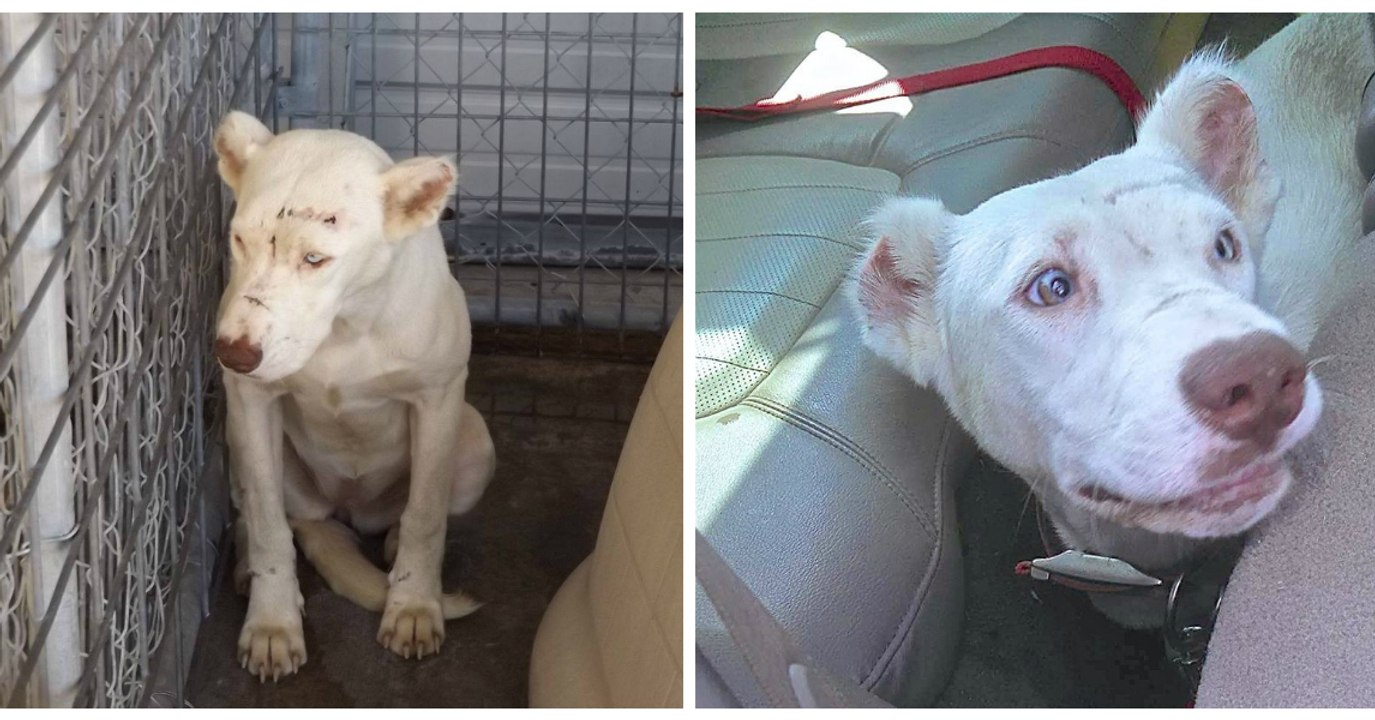 Diese Hündin hat so sehr Angst, dass sie sich nicht bewegt. Doch dann passiert, womit keiner mehr gerechnet hat!