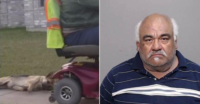 Ein Mann schleift seinen Hund hinter dem Rollstuhl her. Ihre Reaktion ist die einzig Richtige!