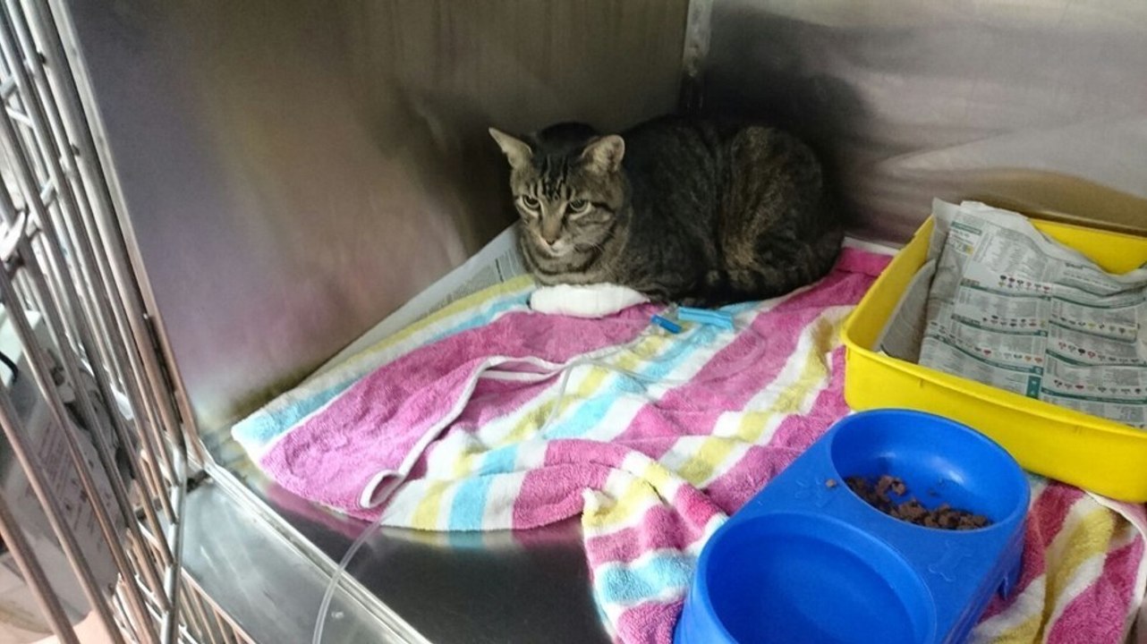 Ein Mann findet seine entlaufene Katze nach elf Jahren wieder. Doch aus diesem Grund nimmt er sie nicht mit.