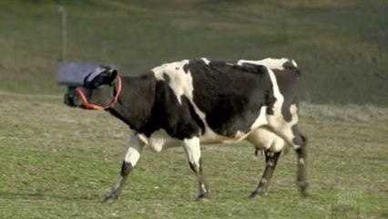 Diese Kuh rief Tag und Nacht klagend nach ihrem Kälbchen