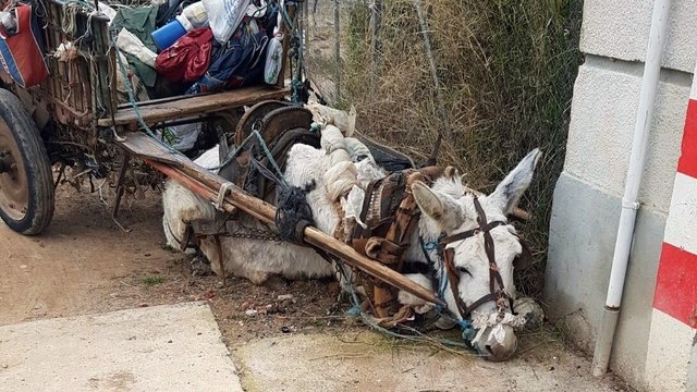 Beim Anblick dieses zu Tode erschöpften Esels starten 12 000 Menschen eine unglaubliche Hilfsaktion