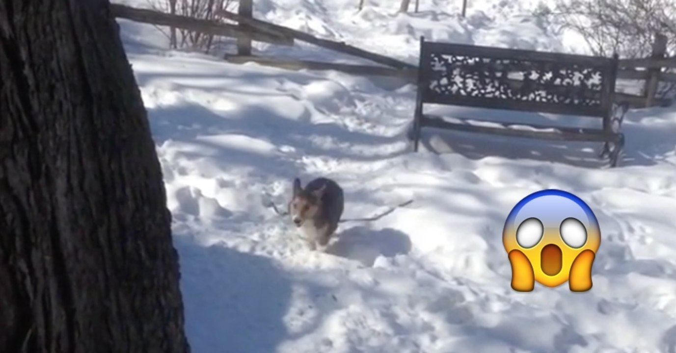Dieser Corgi ist ganz verrückt nach Schnee. Wie er gleich abgeht, das habt ihr noch nicht gesehen!